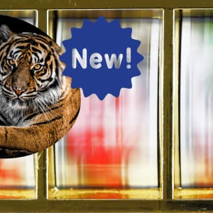 Relax Gaming 2022 Tiger Kingdom Infinity Reels සාදරයෙන් පිළිගනී